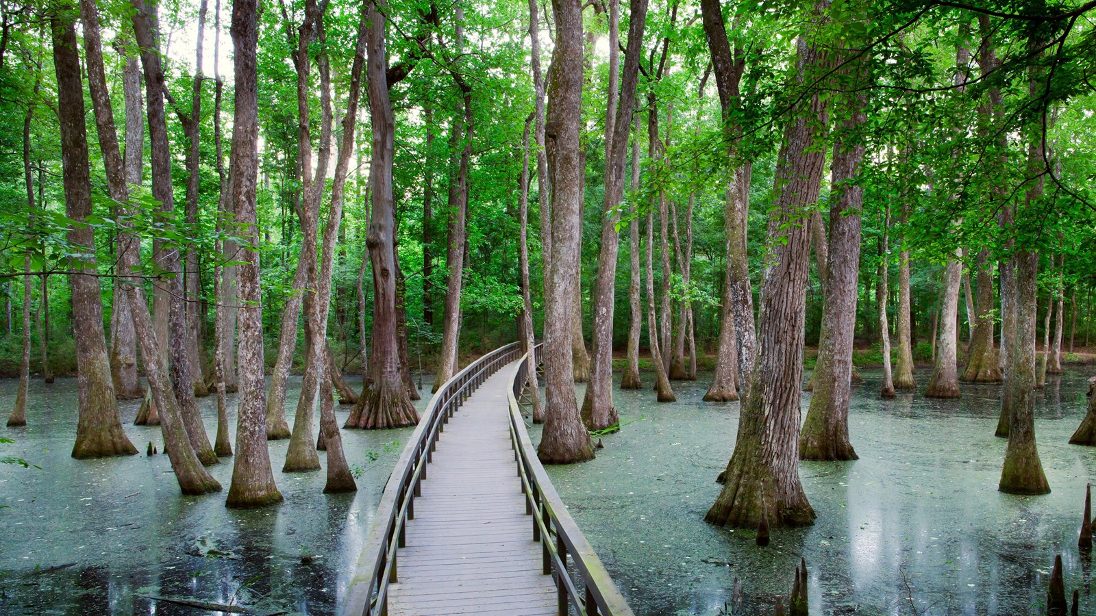 Cypress Swamp